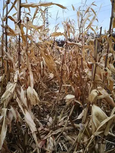 我和妈妈来到来到姥姥家的玉米地,开启起了愉快的丰收之旅.