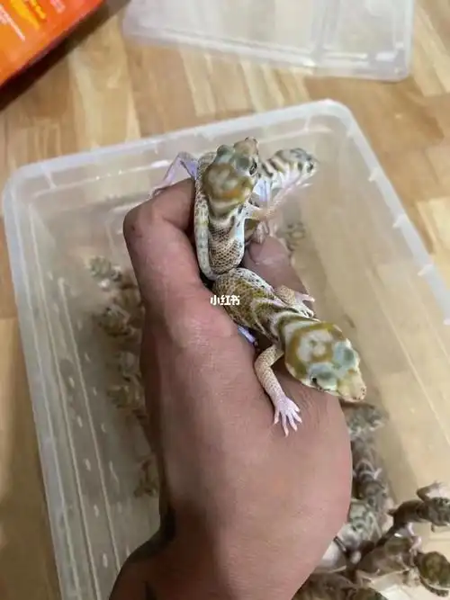 蛙眼守宫国产蜥蜴几十块钱