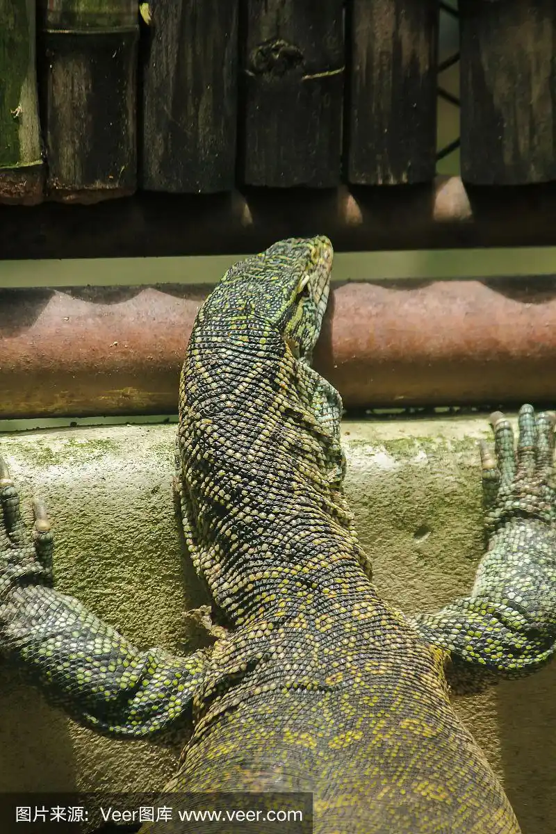 尼罗河巨蜥是非洲最大的蜥蜴爬行动物.