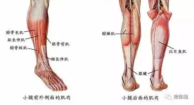 小腿后面浅层的大块肌肉,俗称小腿肚子,学名叫做"腓肠肌".
