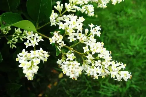 展开全部 大叶女贞树开的花  抢首赞 已赞过 已踩过   你对这个回答