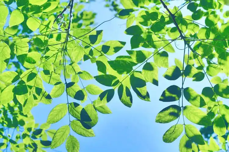 槐树叶图片大全(槐树叶图片大全高清图片)