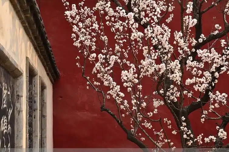 一枝红杏出墙来