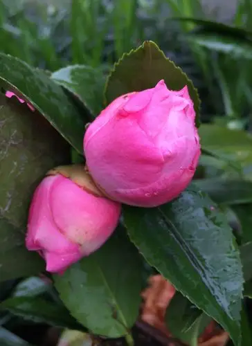 露珠下的花朵,别有一番风格!