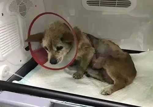 愤怒流浪狗皮毛惨遭活剥被救后模样让人泪目