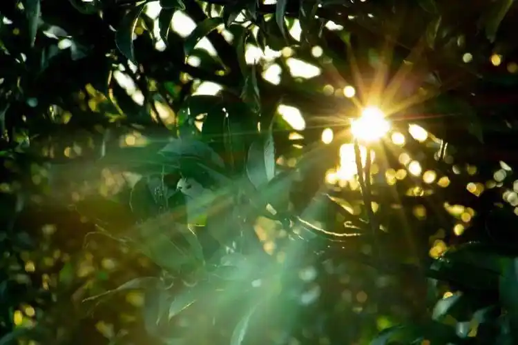 胡汉章| 清晨的一缕阳光(主播:自励)_手机搜狐网