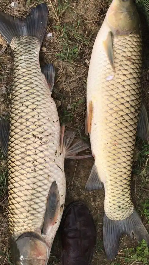 马哥蛋,4号子线都切10到20斤左右草鱼!