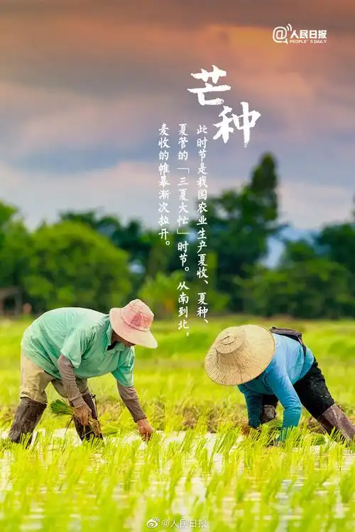 稻花香里说丰年关于二十四节气的诗词芒种五首