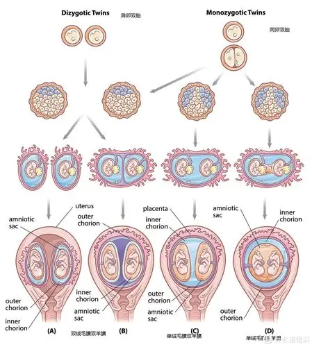 双胞胎笔记 篇一:二胎双胞胎之怀孕生产_孕产妇用品_什么值得买