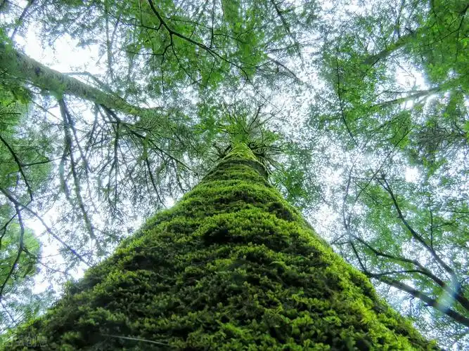 爱上大自然的一抹绿,轻松玩转森林秘境,打卡8处国内最美森林