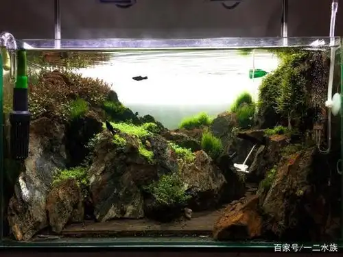 草缸造景,世界排名594,60厘米鱼缸,也能做出世界级景观