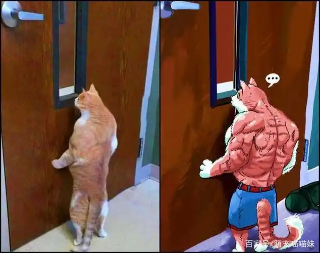 爱健身的猫咪气场爆炸