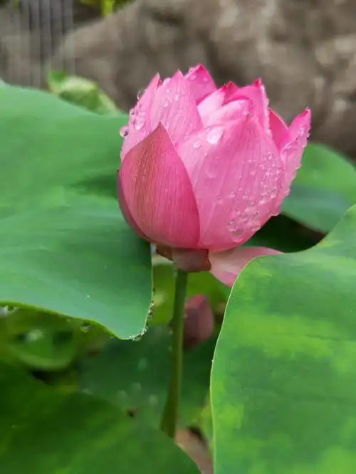 雨后的小荷,花瓣上沾满露珠,如出浴的新娘,那仙姿物语,令人百看不厌!