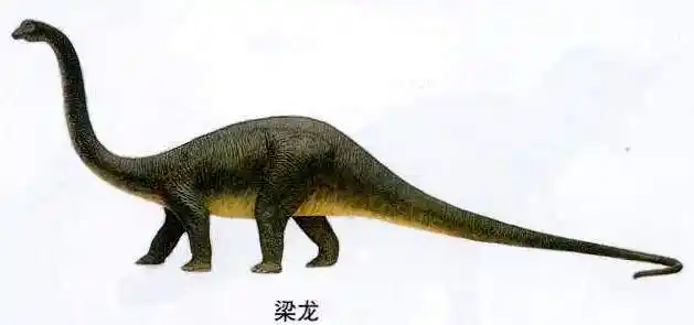 腕龙和梁龙的区别是什么