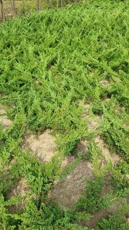 铺地柏苗-铺地柏图片-铺地柏价格-度小视