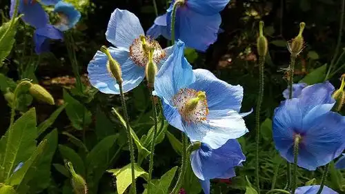 蓝罂粟,学名大花绿绒蒿