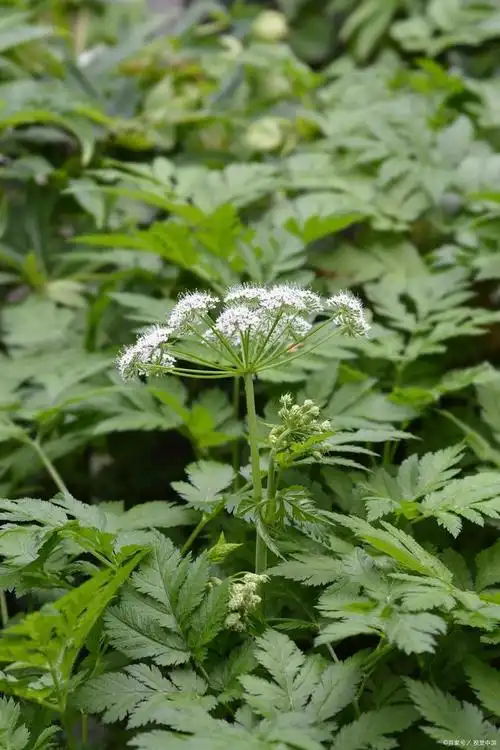 草本植物当归当归是什么当归是多年生伞形科草本植物,高0.4-1米.