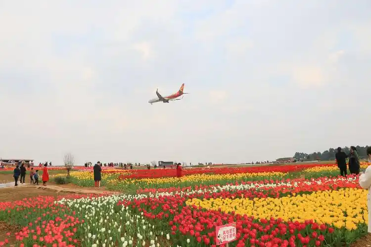 2020-3-5空港花田