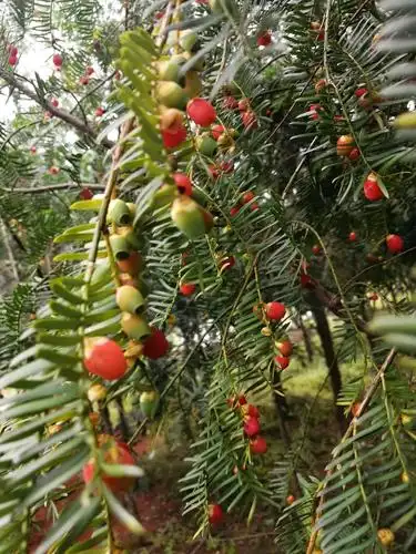 古老的防癌果一一红豆杉果