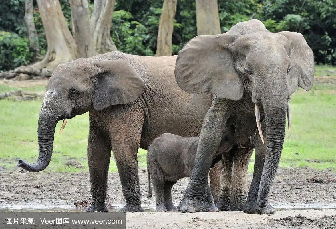非洲森林象,水平画幅,食草动物,动物耳朵,巨大的