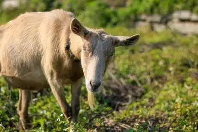 短毛山羊 山羊 羊