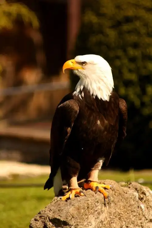 美国国鸟白头海雕图片第9张