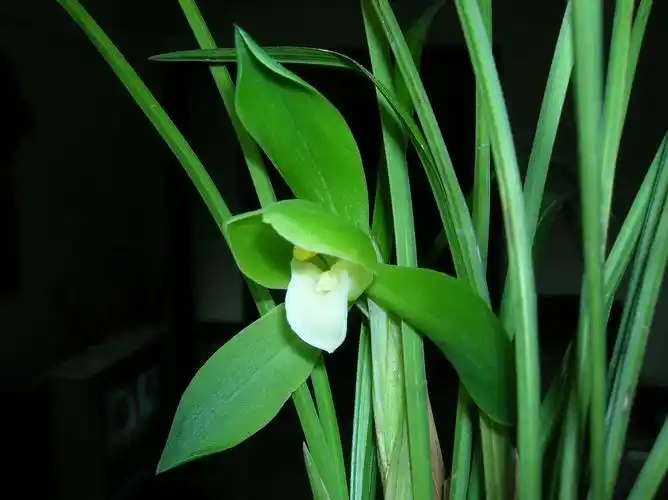 去年下山的素花-春兰篇-中国兰花交易网社区