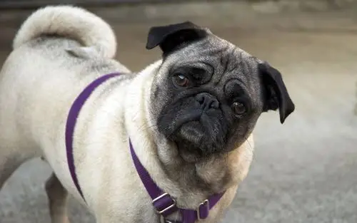 可爱哈巴狗壁纸壁纸,高清图片,壁纸,动物-桌面城市