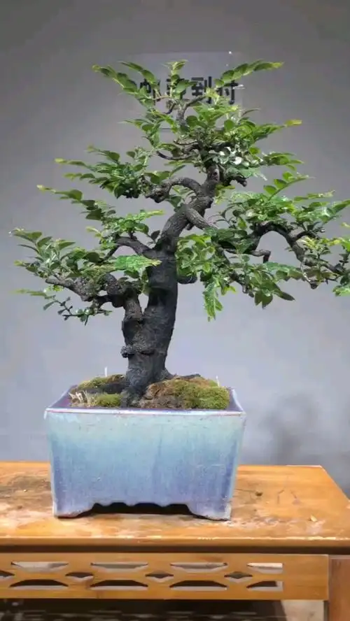 非常稀少的年功黑骨茶盆景