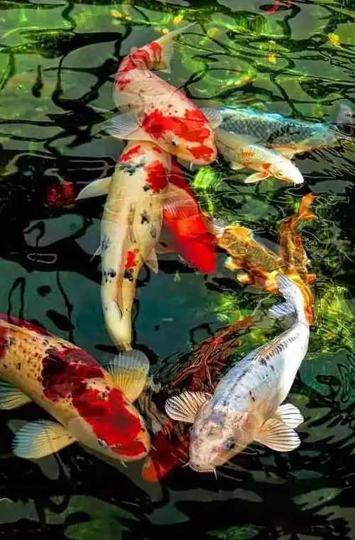 今天,一群锦鲤送给你!愿你一生好运不断,赶紧打开看看!