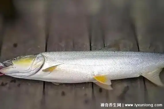 鳡鱼多少钱一斤市场价20234050元一斤与产地时令品质有关