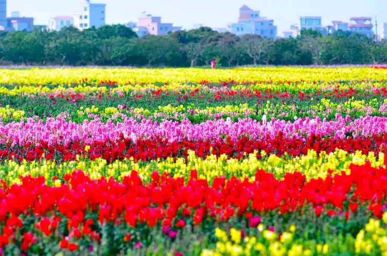 壮观的七彩花田