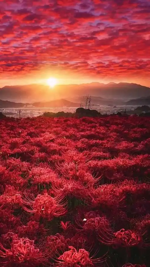 彼岸花彼岸花开开彼岸,彼岸花落落黄泉.