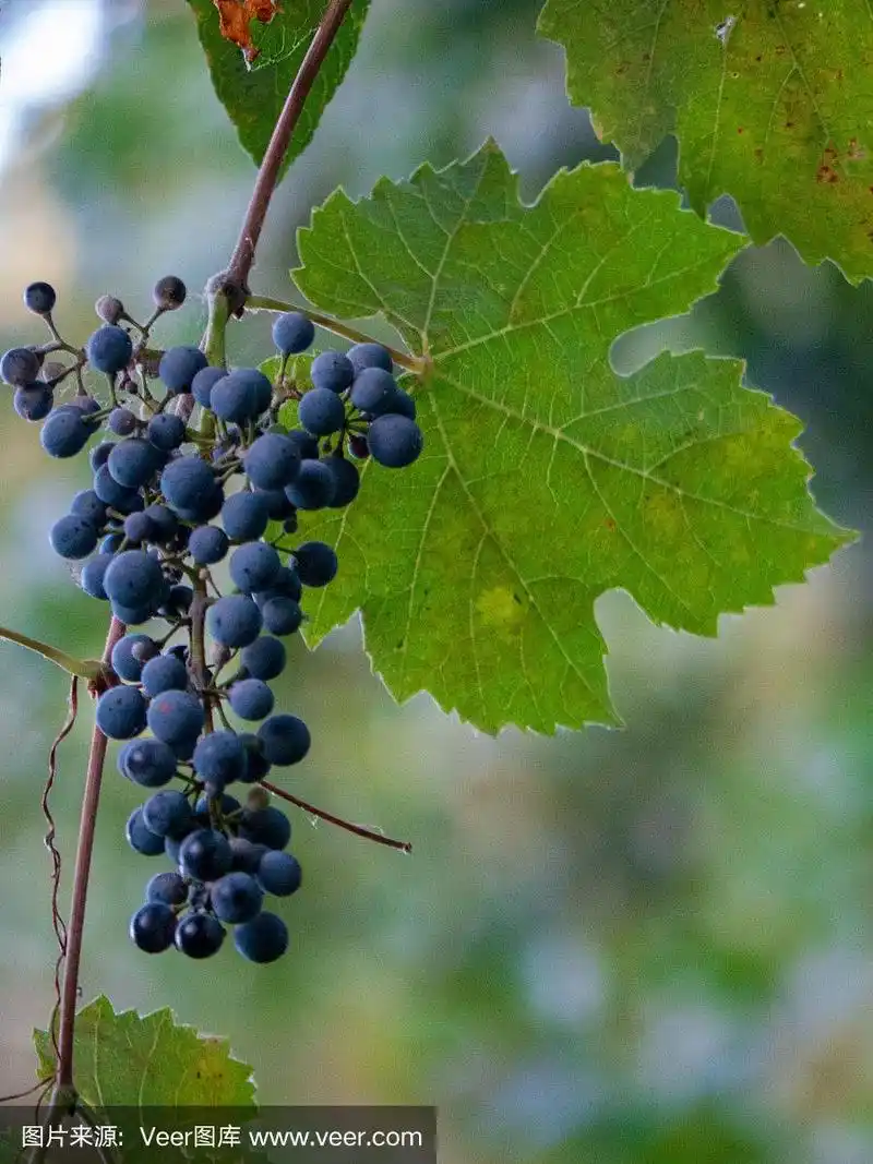 美洲下游的野生葡萄