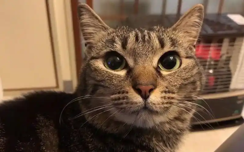 超可爱|会动的猫耳朵