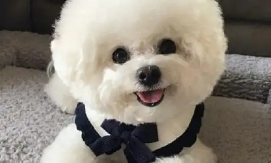 白色的泰迪是什么品种?真的太漂亮啦-宠物网