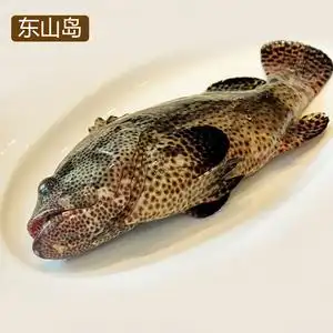 青石斑鱼 新鲜青斑鱼1000克石斑深海鱼活鲜冻海鲜水产包邮老虎班