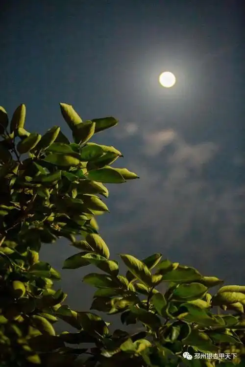 今年中秋的月亮有多圆?快看邳州网友的美图