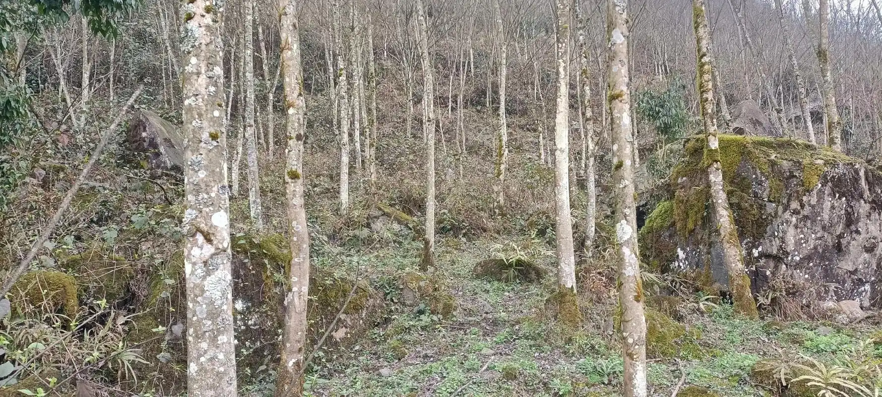 现金大量收购黄柏树,黄柏皮有资源的朋友联系我#再苦再累也要坚 - 抖