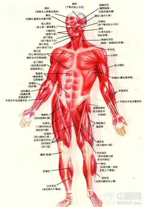 人体重要肌肉.jpg