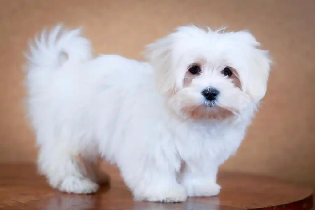 白狗,白色的小狗马尔济斯犬