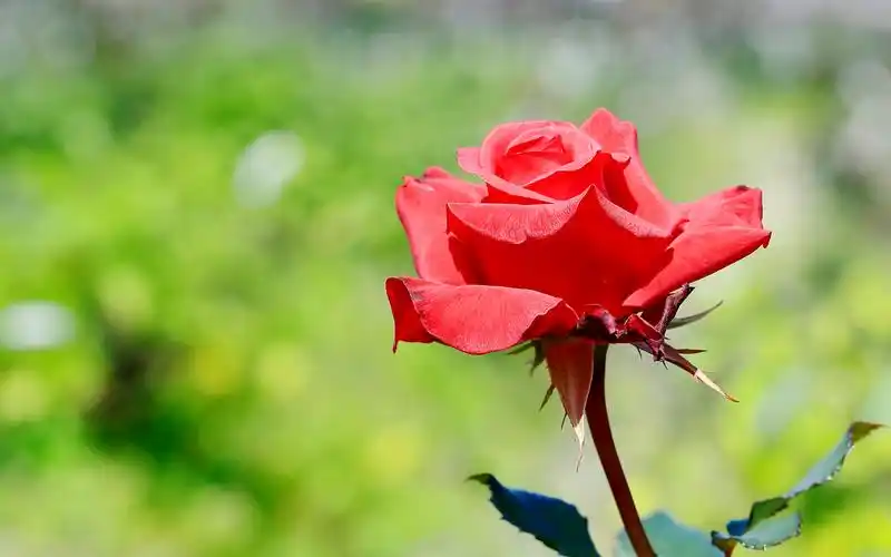 红玫瑰微距摄影唯美高清图片桌面壁纸