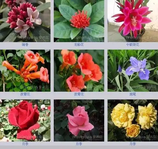 各种花的花名和图片(各种花的花名和图片大全) - 0415花卉网