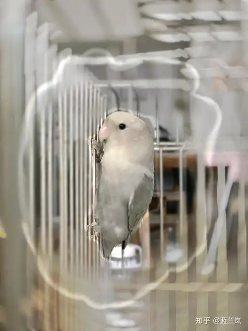 家里连续几年飞来各种牡丹鹦鹉和鸟类