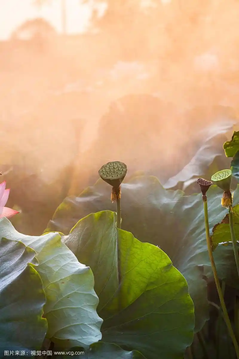 烟雾中的荷花禅意图片