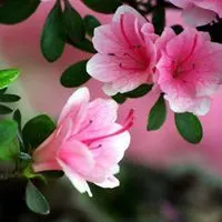 杜鹃花图片大全大图头像【点击鼠标右键下载】