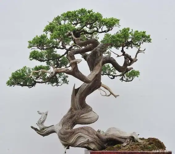 中国盆景的代表有哪些