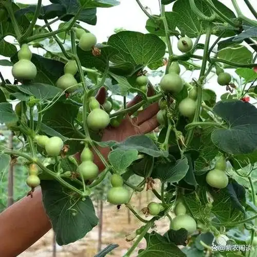 探究葫芦苗的种植与养护