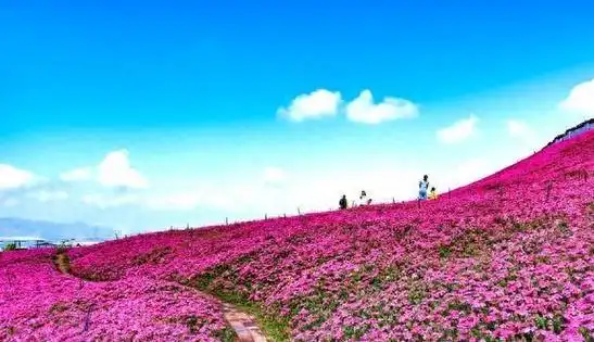 春日游成为推动旅游业发展的新引擎百花齐放映新篇