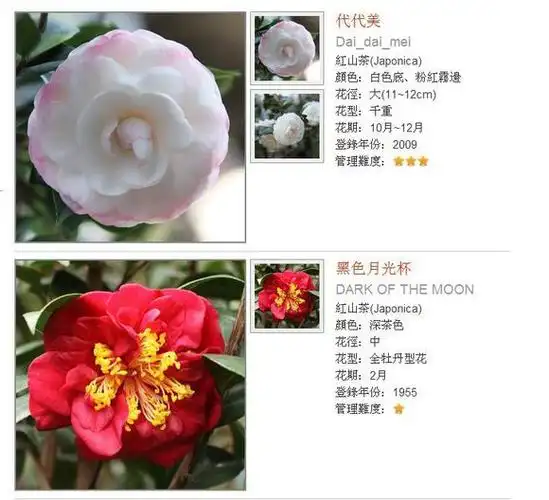 茶花品种选集_中国茶花吧_百度贴吧